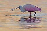 Roseate Spoonbill At Sunrise_4486